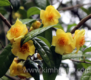Camellia Euphlebia.M.Sealy